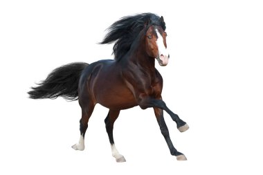 Defne at üzerinde izole beyaz çalıştırmak