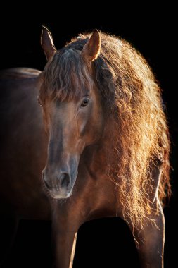 Siyah arka planda izole edilmiş Bay Horse portresi