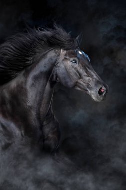 Siyah arka planda izole edilmiş Bay Horse portresi