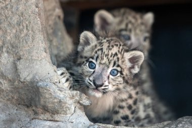 Sevimli iki kar leoparı bebek portre 