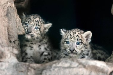 Sevimli iki kar leoparı bebek portre 