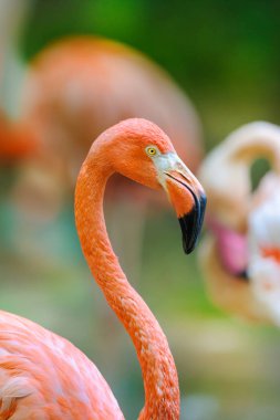 Flamingo portre yakın çekim