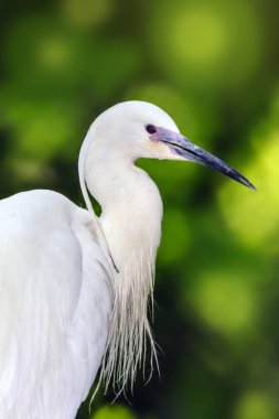 Büyük ak balıkçıl (Ardea alba potrait)