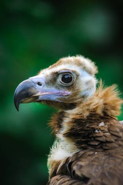 Boz akbaba, Kara akbaba veya keşiş akbaba portre yakın çekim