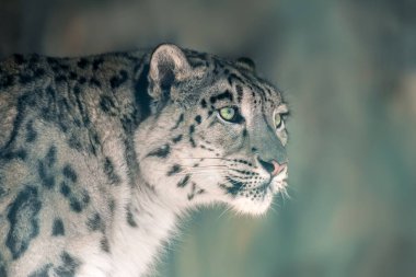 Kar leoparı portresini kapat.