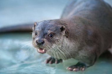 Portre mavi zemin üzerine kadar su samuru kapatın