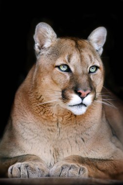 Puma Portrait Rapproche Avec Beaux Yeux Isoles Sur Fond Noir Photo de stock par kwadrat70 206589704