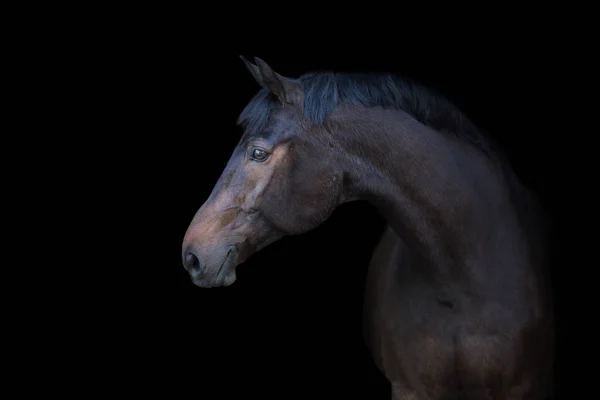 Bay Paard Portret Geïsoleerd Zwarte Achtergrond — Stockfoto