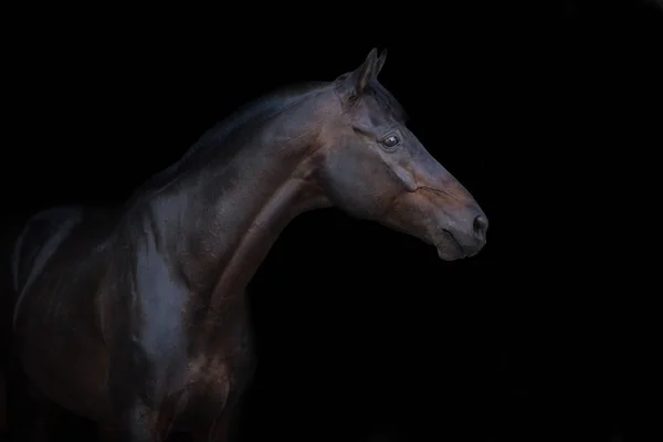 Retrato Caballo Bahía Aislado Sobre Fondo Negro —  Fotos de Stock