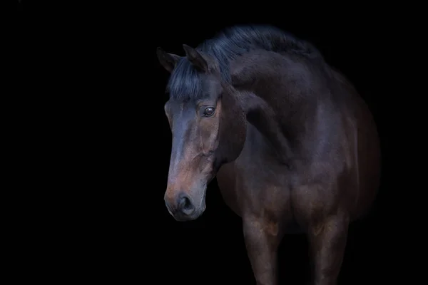 Baía Cavalo Retrato Isolado Fundo Preto — Fotografia de Stock
