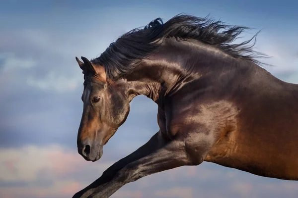 美しい空を背景モーションの長いたてがみの肖像画を持つ馬 — ストック写真