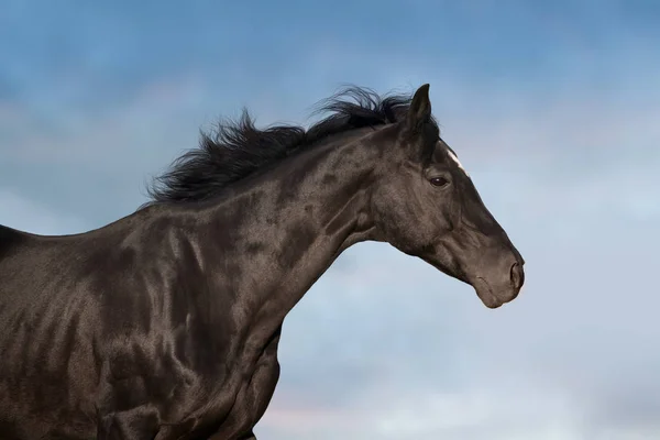 Paard Met Lange Manen Portret Motie Tegen Mooie Hemel — Stockfoto