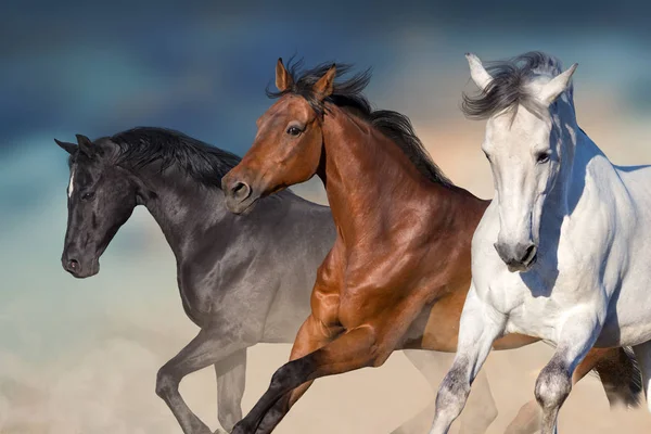 Cavalos Correm Galope Deserto Contra Céu — Fotografia de Stock