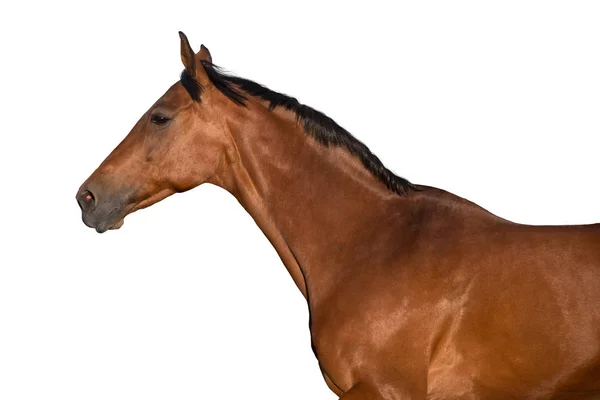 Portret Van Baai Paard Geïsoleerd Witte Achtergrond — Stockfoto
