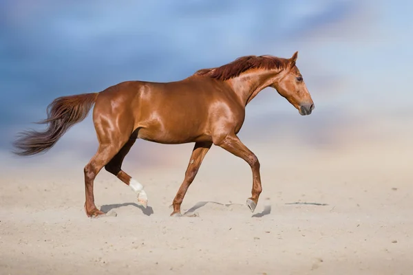 Caballo Rojo Trotando Sobre Polvo Del Desierto Contra Hermoso Cielo — Foto de Stock