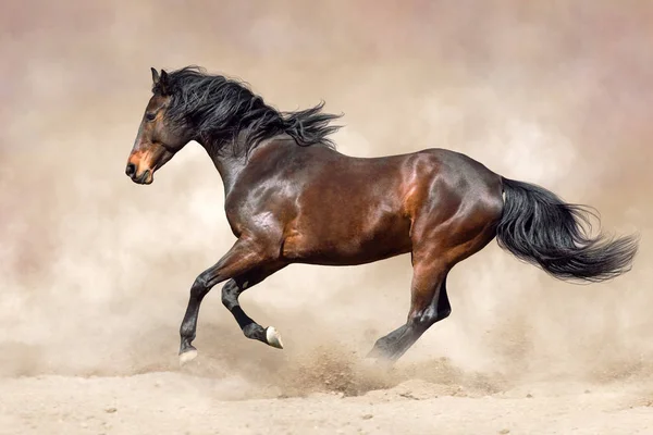 青空砂塵で実行長いたてがみ湾牡馬 — ストック写真