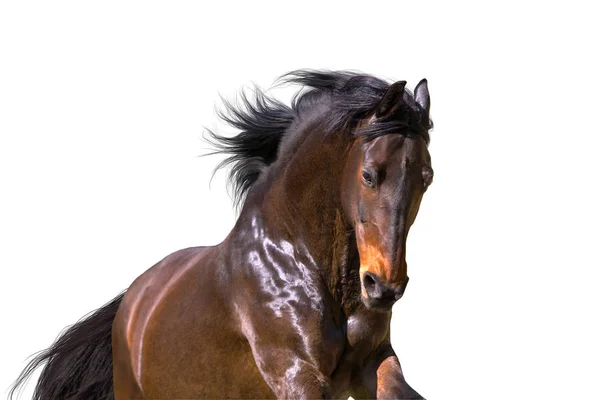 Portret Van Baai Paard Geïsoleerd Witte Achtergrond — Stockfoto