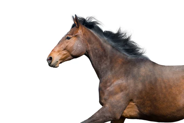 Baía Cavalo Retrato Isolado Fundo Branco — Fotografia de Stock