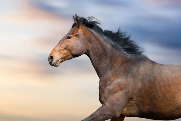 Caballo Con Larga Crin Retrato Movimiento Contra Hermoso Cielo — Foto de Stock