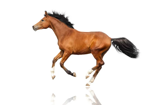 Bay Horse Galopan Aislados Sobre Fondo Blanco — Foto de Stock