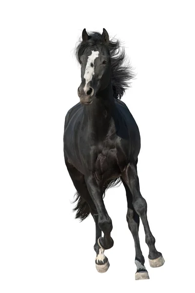 白で隔離を実行黒い馬ギャロップ — ストック写真