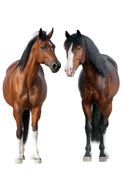 Dos Caballos Bahía Pie Aislados Sobre Fondo Blanco — Foto de Stock