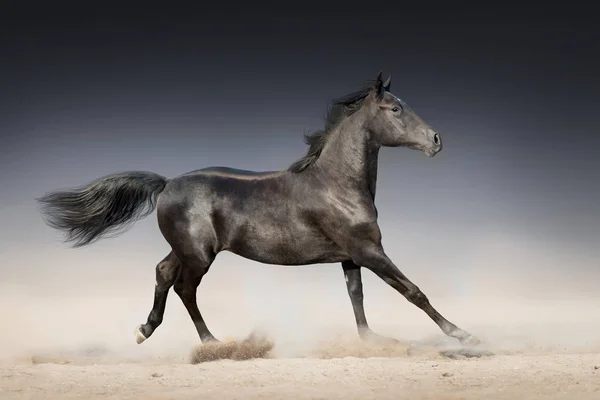 黑种马长鬃毛奔跑在沙漠尘土对蓝天 — 图库照片