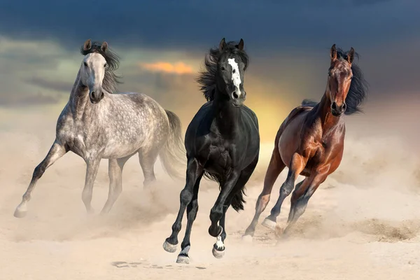 Hermosa Manada Caballos Galopar Polvo Del Desierto Contra Cielo Puesta —  Fotos de Stock