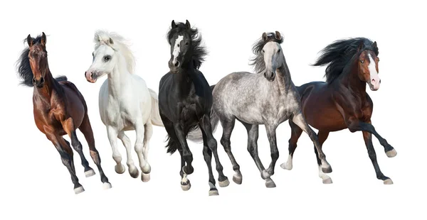 Hästsamling Isolerad Vit Bakgrund — Stockfoto