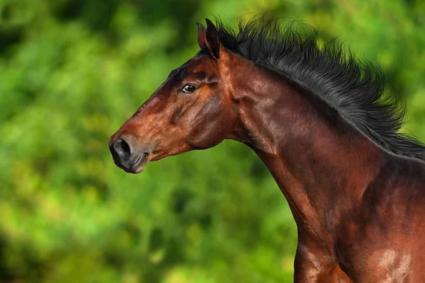 Portret Van Baai Paard Buiten Groene Bomen Achtergrondkleur — Stockfoto