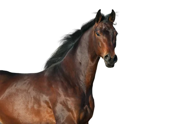 Bay Horse Portré Elszigetelt Fehér Background — Stock Fotó