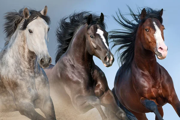 Cavalos Correm Galope Deserto Contra Céu — Fotografia de Stock