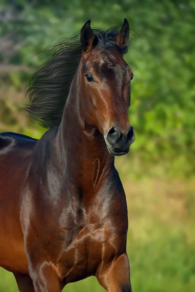Kültéri Zöld Fák Háttérbeli Bay Horse Portré — Stock Fotó