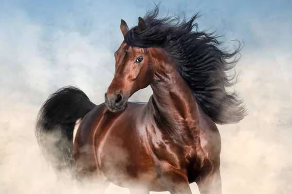 Caballo Con Larga Crin Retrato Movimiento Contra Hermoso Cielo —  Fotos de Stock