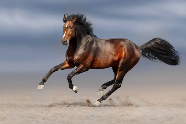 Bay Hingst Med Lång Mane Kör Öknen Damm Mot Himlen — Stockfoto