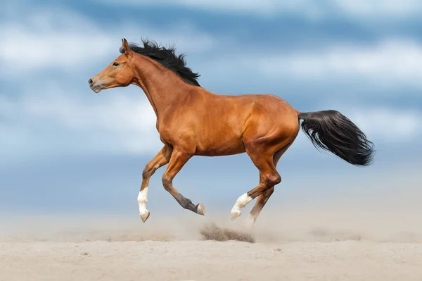 馬砂塵美しい空を背景に高速実行 — ストック写真