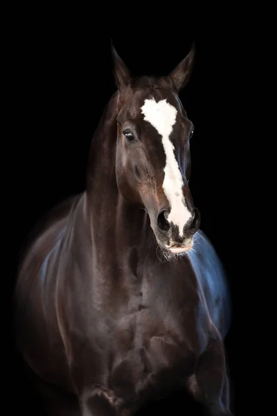 黒を背景に孤立したベイ馬の肖像 — ストック写真