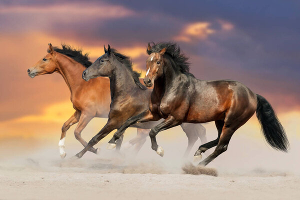 Beautiful horse herd run gallop on desert dust against sunset sky