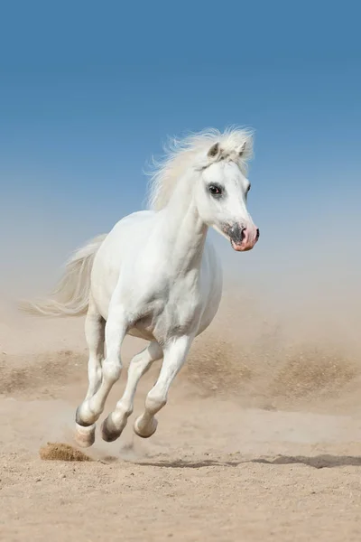 砂塵美しい空を背景にギャロップを実行長いたてがみと白い馬 — ストック写真