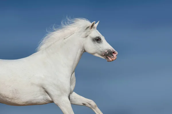 Paard Met Lange Manen Portret Motie Tegen Mooie Hemel — Stockfoto