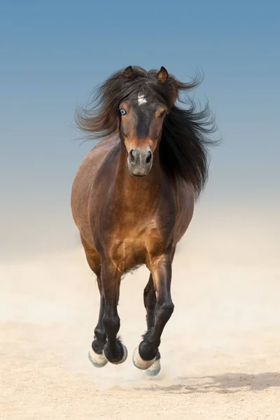 Pony Correre Galoppo Sulla Polvere Del Deserto Contro Bel Cielo — Foto Stock