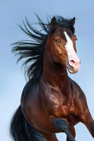 Άλογο Μεγάλη Χαίτη Πορτραίτο Κίνηση Ενάντια Όμορφο Ουρανό — Φωτογραφία Αρχείου
