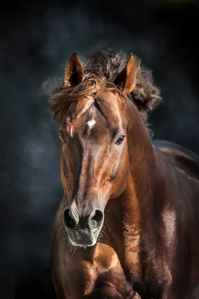 Bay Horse Portrait Isolated Black Background — Stock Photo, Image