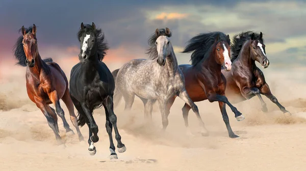 Bela Manada Cavalos Correr Galope Deserto Contra Céu Por Sol — Fotografia de Stock