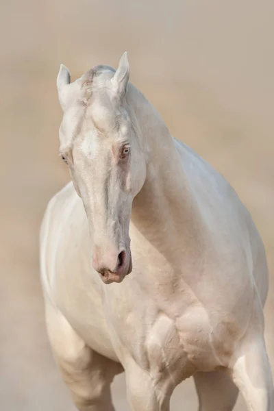 Cremello Akhal Teke Horse Close Portrait Motion — Stock Photo, Image