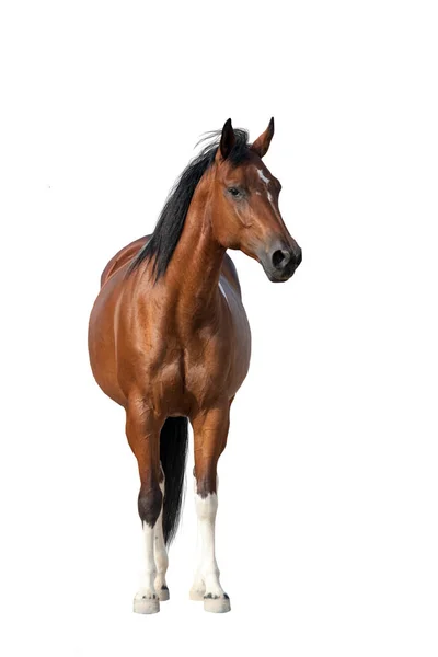 Bay Horse Staande Geïsoleerd Witte Achtergrond — Stockfoto