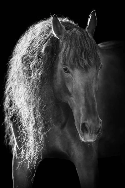 Bay horse portrait isolated on black background