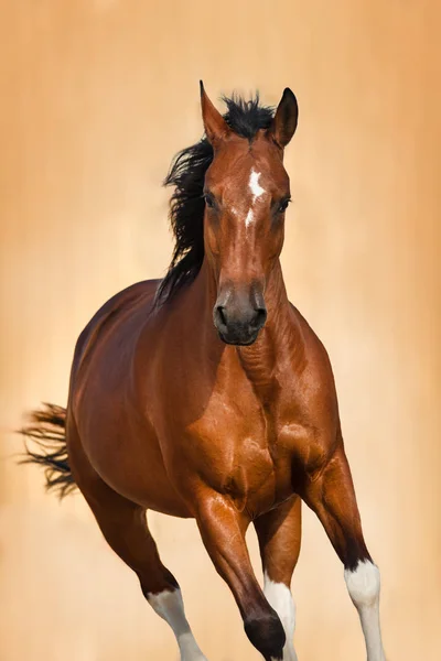 Mozgás Könnyű Háttér Bay Horse Portré — Stock Fotó
