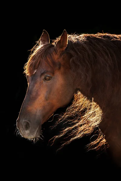 Портрет Бей Коня Ізольований Чорному Тлі — стокове фото