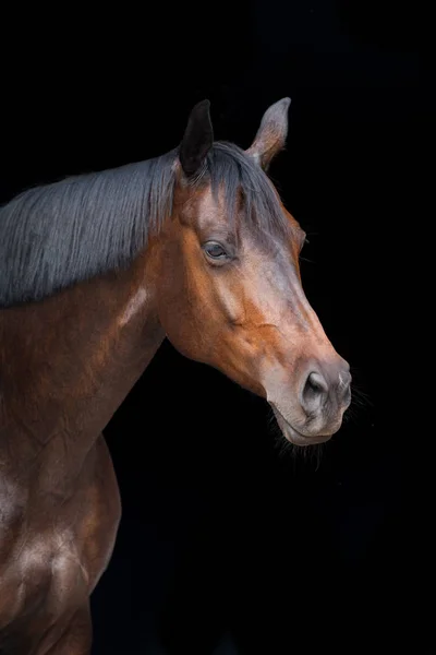 Retrato Caballo Bahía Aislado Sobre Fondo Negro — Foto de Stock